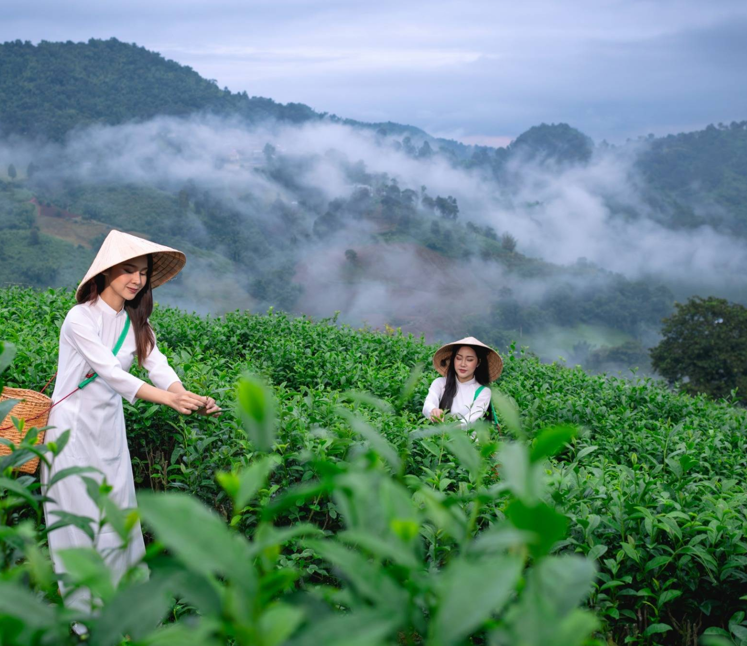 About Capital Teas